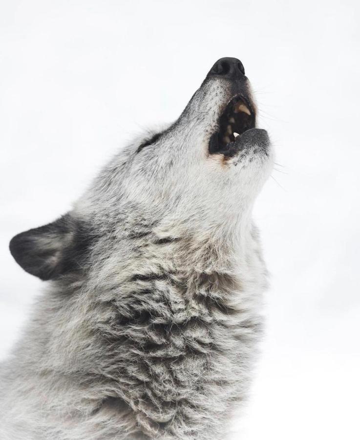 Wildhomes Wild Wolf Lodge クールマイユール エクステリア 写真