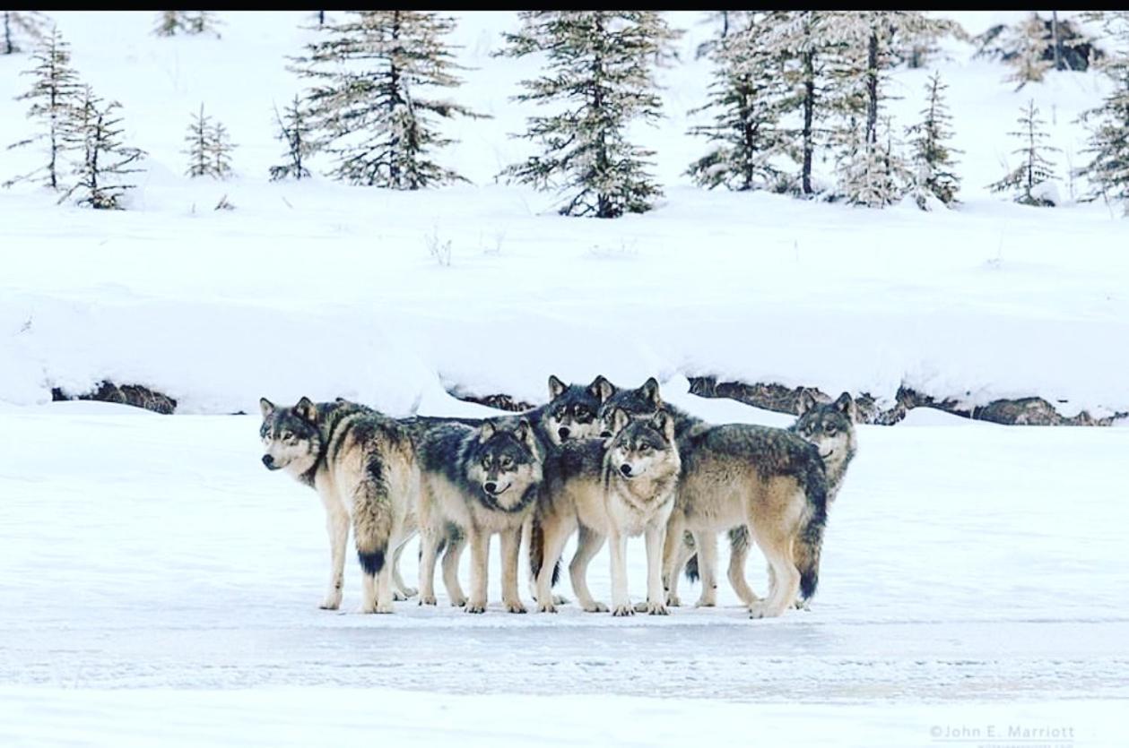 Wildhomes Wild Wolf Lodge クールマイユール エクステリア 写真